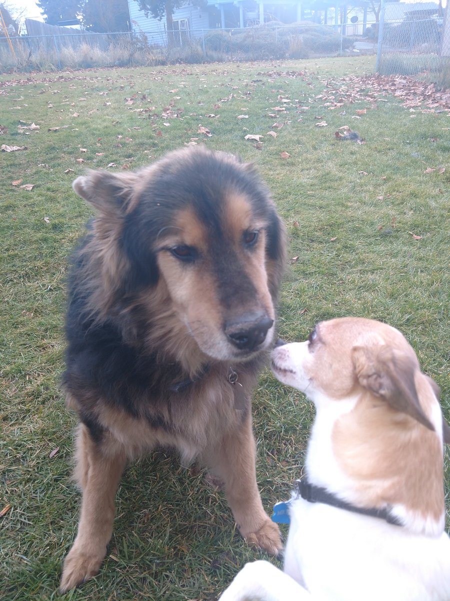 nursedude44's tweet image. @foxandfriendsfirst C.J. (shepherd, husky, chow age 13) and Mr Puddles ( chiuaua, Jack Russell age 12) #foxandfriendsfirst
