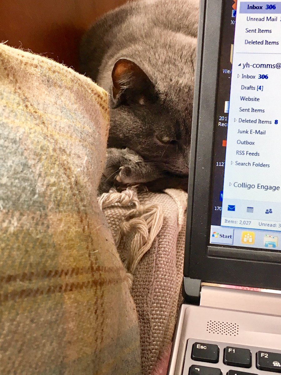 RFCAYH's tweet photo. This is what happens when you work from home and the boss isn't looking. You're efforts are monitored by your cat instead... #NationalPetDay #FlossIsBoss https://t.co/u3oSoNFNoj