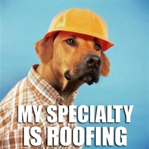 eb_roofing's tweet photo. #roof #roof 😂 https://t.co/oRev8yHTjH