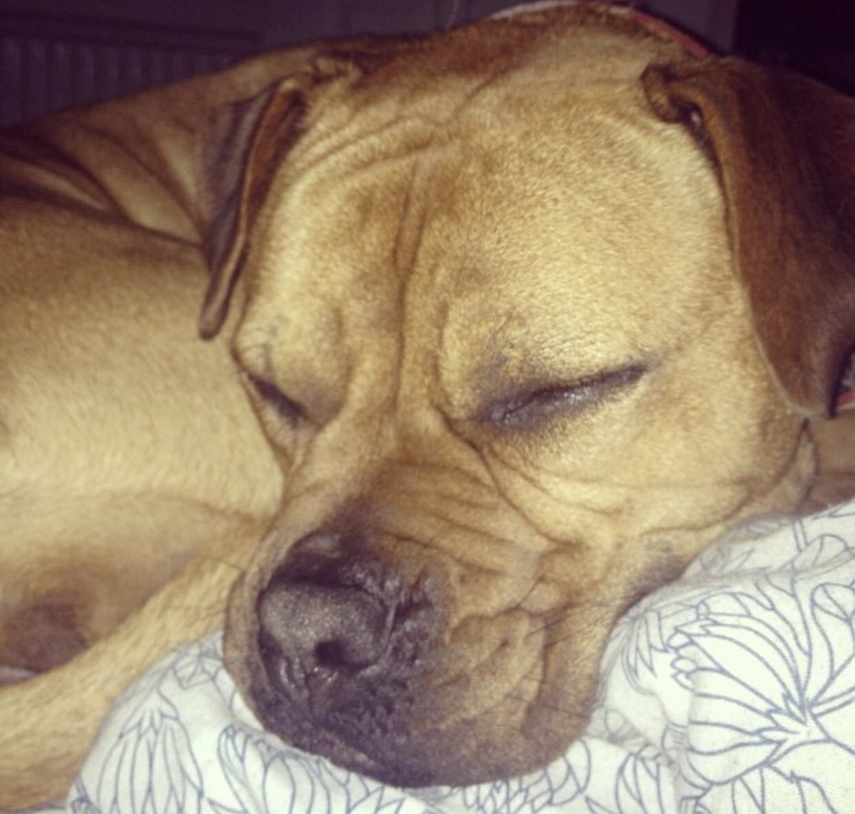 EmilyHillIQB's tweet photo. Happy #NationalPetDay 🐶 any excuse to share a pic of my pooch 😍 https://t.co/Zd9dtMr5gY