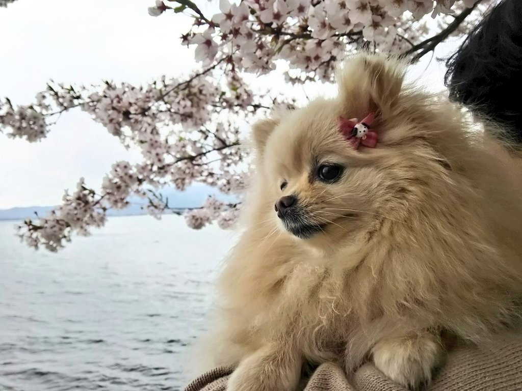 mokyu703's tweet photo. 琵琶湖湖岸沿の海津大崎にて。
桜を愛でてまいりました☺ https://t.co/Y79YhtBjsu