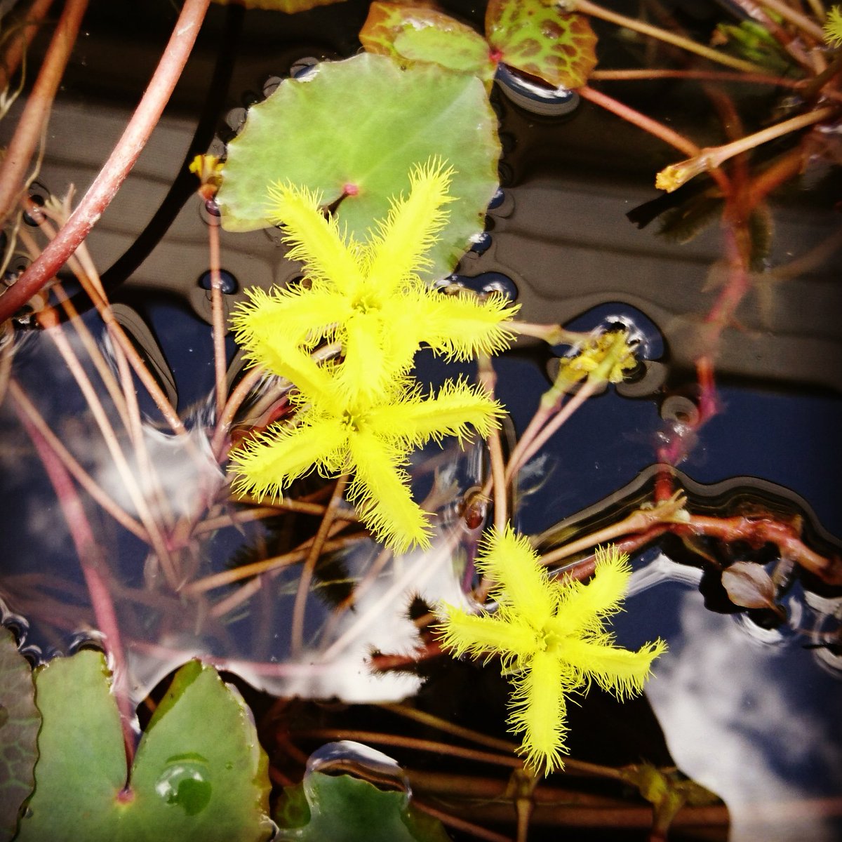 CharlotteSimyo's tweet photo. Nymphoides crenata (Wavy Marshwort). An Australian native whose roots can be roasted and eaten. Taken a few months ago at #royalbotanicgardenssydney #Menyanthaceae #plantecology #plantsarecool #botany #marshwort #nativeflowers #nativeflora #plants #flowers #botanicgardens https://t.co/KOi91L9nJ5