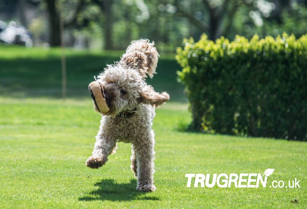 TruGreen The Spires tweet media