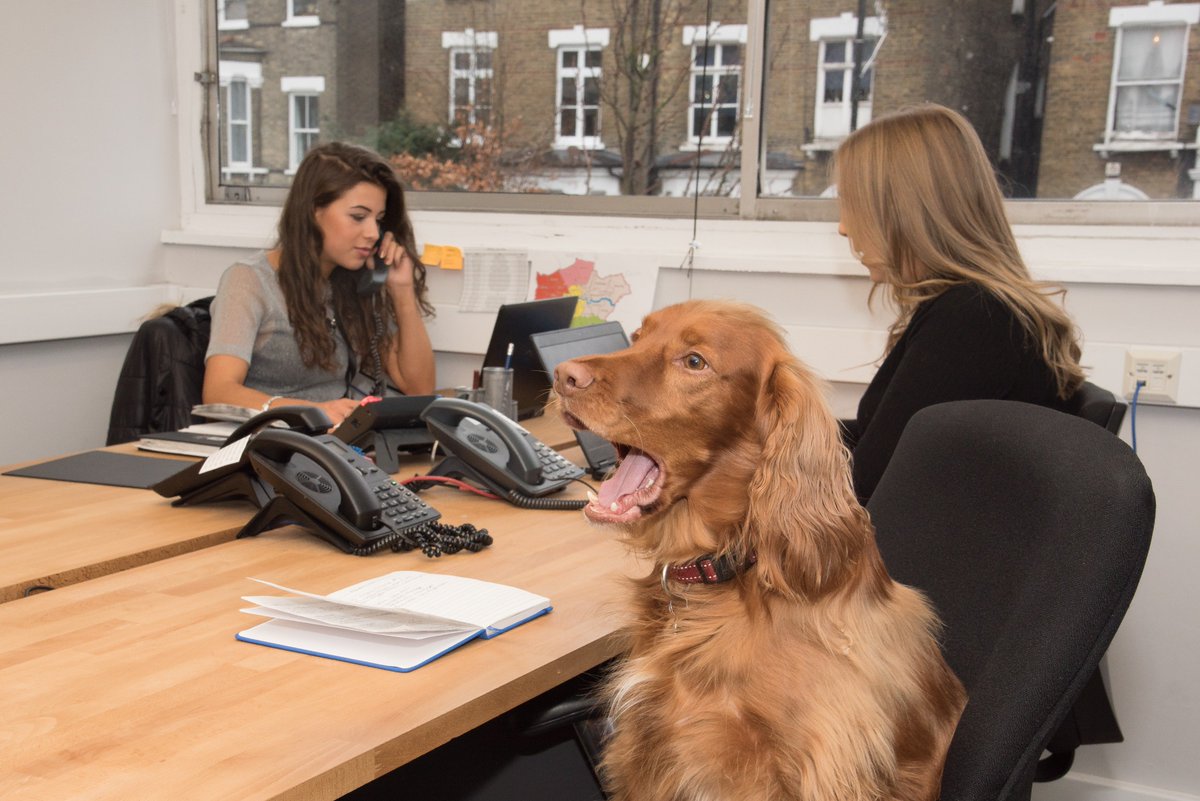 LDN_Enterprise's tweet photo. Celebrate #NationalPetDay and share a picture of your furry friend in the comments below! https://t.co/yXu6dgVzM5