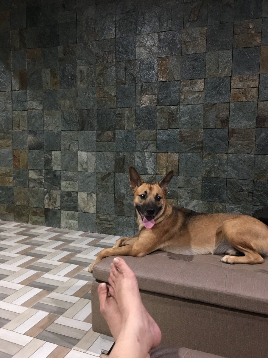 Anderson_Dei's tweet photo. #NationalPetDay #Hodgins #Cody https://t.co/jIw3UbkC49