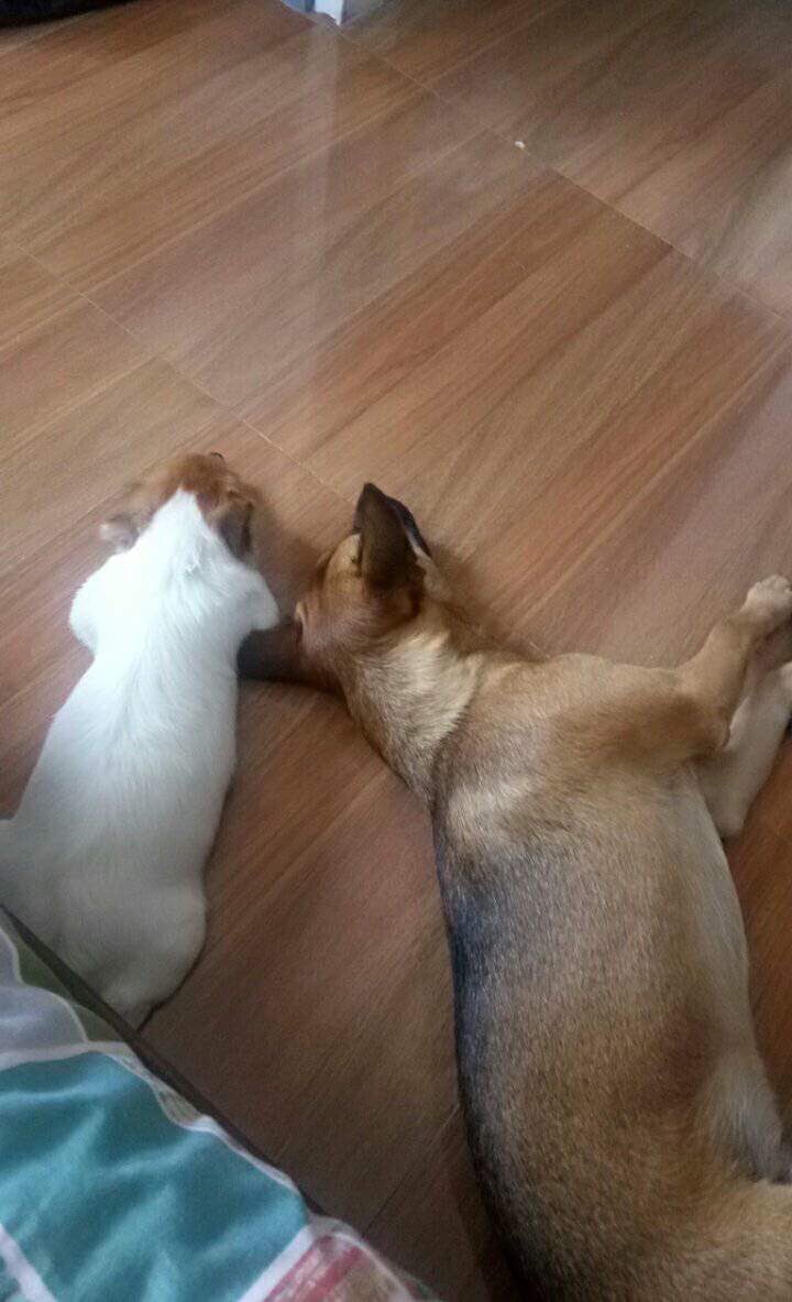 Anderson_Dei's tweet photo. #NationalPetDay #Hodgins #Cody https://t.co/jIw3UbkC49