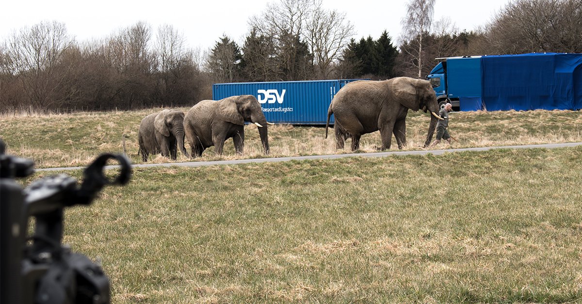 DSV_global's tweet photo. Today we had some special guests visiting us near the DSV
Headquarters - three very sweet elephants and their caretaker.
We are shooting a new commercial film and the elephants
are part of the story for the video.
#YouNeedItWeMoveIt
#DSVProud
#DSV_as https://t.co/uSaBSJePTQ