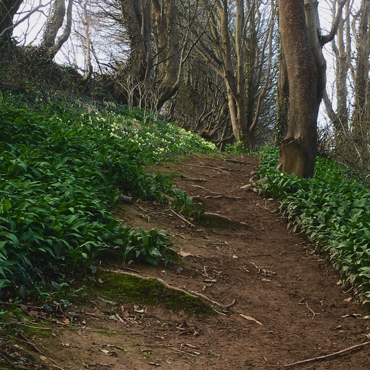 Lefthanded_Linz's tweet photo. Really impressed with the sensitive maintenance work thatโs been carried out along this stretch. What was once a narrow gully is now a comfortable walk @swcoastpath plus as much #ramsoms #wildgarlic you can manage! https://t.co/T5JQO8JdP9