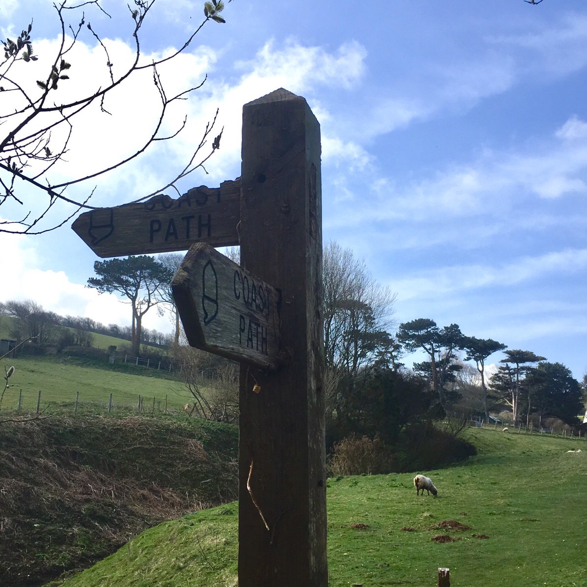 Lefthanded_Linz's tweet photo. Really impressed with the sensitive maintenance work thatโs been carried out along this stretch. What was once a narrow gully is now a comfortable walk @swcoastpath plus as much #ramsoms #wildgarlic you can manage! https://t.co/T5JQO8JdP9