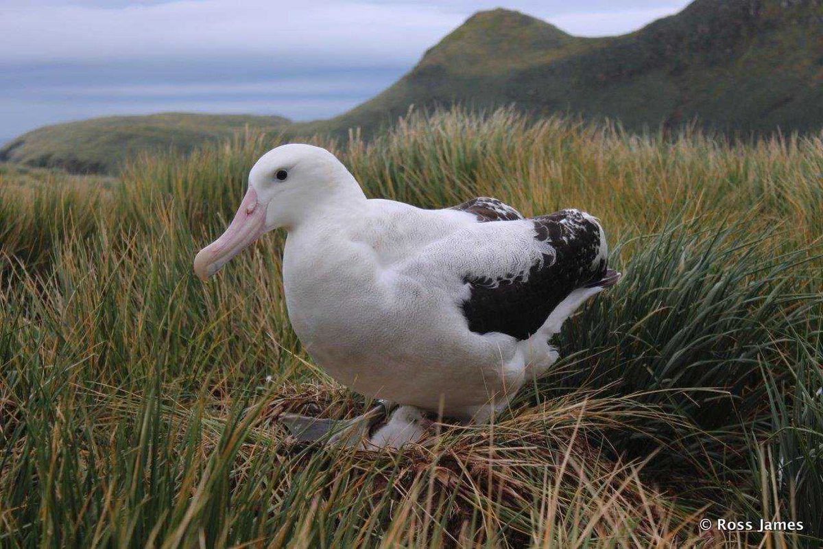 Even the largest birds on the ocean have to start somewhere. This wandering #albatross chick is less than a day old and will take nearly a year before it is fully grown.