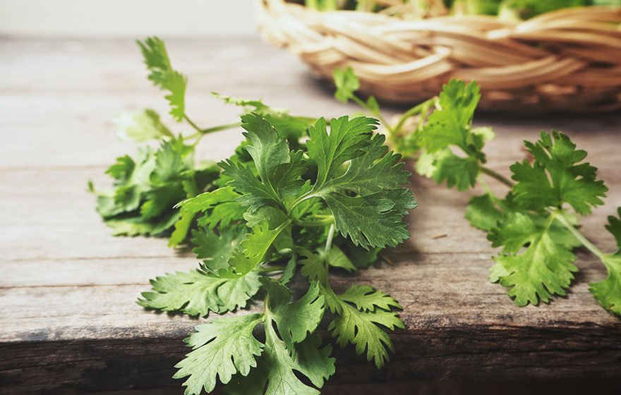 LifetimeDaily's tweet photo. Cilantro and coriander seed health benefits—plus 3 recipes to try. #healthyliving #activeaging https://t.co/ke0DcD62lP https://t.co/qSa0NkQCXn