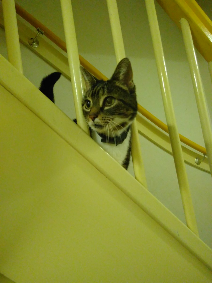 We denken dat onze kat Zarah vannacht is geschrokken van het weer en vervolgens is verdwaald. We hopen hiermee zoveel mogelijk mensen in de Jordaan te bereiken. Wie helpt?