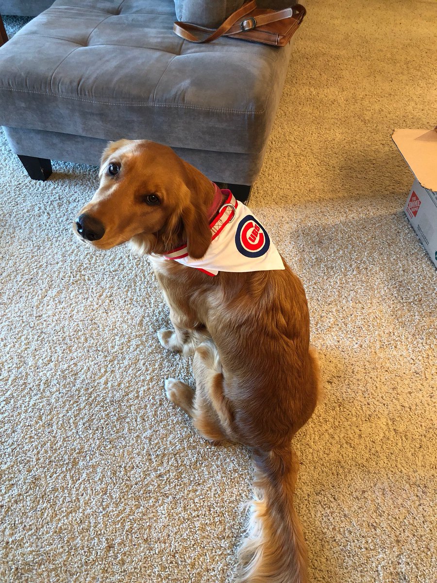 JPie25's tweet image. Hey @Cubs, it’s #NationalPetDay and it’s game day. Ivy is ready for both! @SarahB_RN #EverybodyIn #IvyAddison