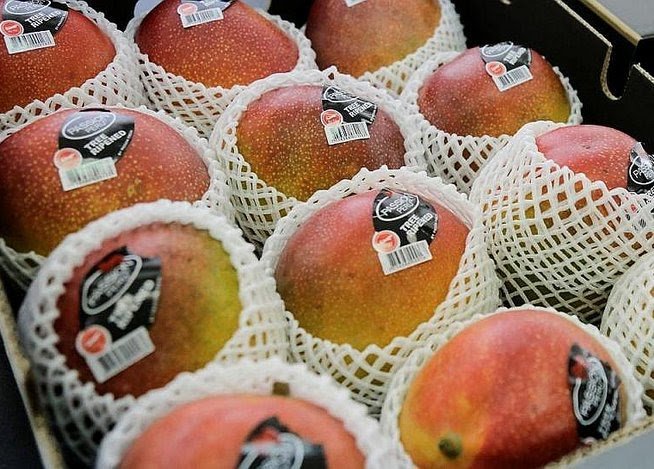 evictorperez's tweet photo. Bien jugado. La Asociación de Agricultores de Casma, formada por 89 productores de mango usará la marca "Puquymi" -entregado por Mincetur- para expandirse en el mercado internacional. https://t.co/c21LVXg3iV