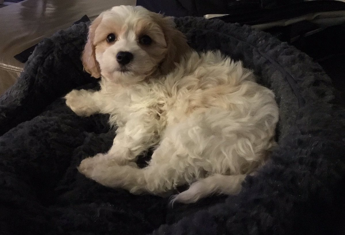 Betsy4ProAV's tweet photo. It's Wellington! #DogsofAV https://t.co/6KDC7YZSpI