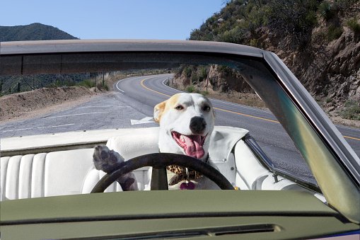 AutoTopsDirect's tweet image. Happy #NationalPetDay! Nothing makes us happier than our best friends and our convertibles.