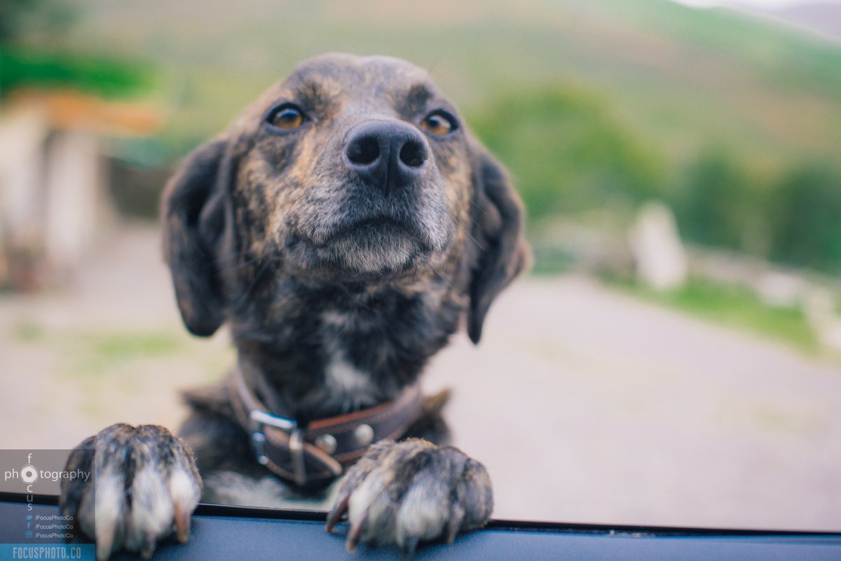 FocusPhotoCo's tweet photo. Bramble greeted us in #Carrauntoohill at the Eco Farm when we arrived. She ate worms, loved to dig, and was the sweetest soul. #Ireland #travel #FocusPhotoCo https://t.co/XG71kgScLv