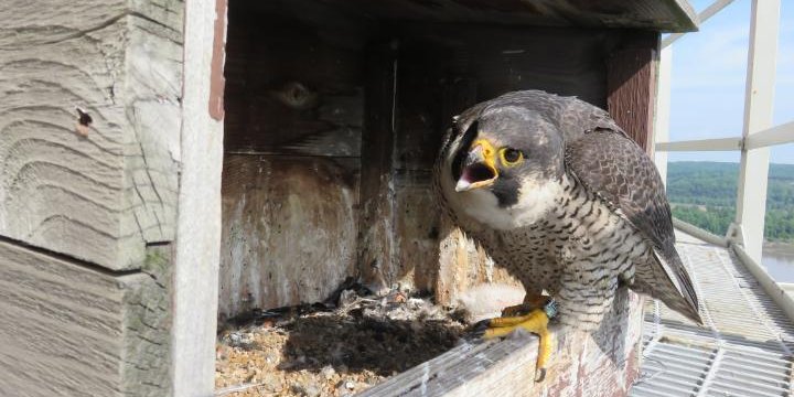 Ameren Missouri On Twitter How Can You Tell The Difference