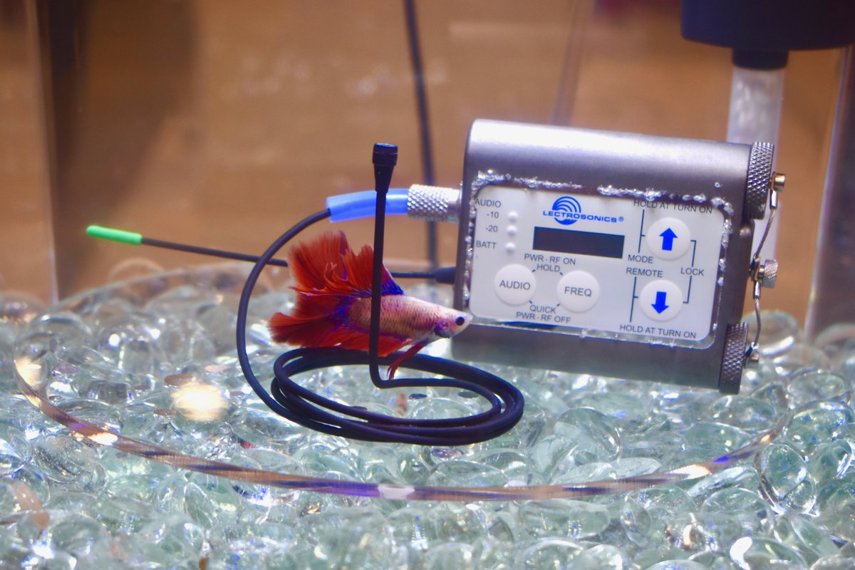 Pro Sound News tweet media