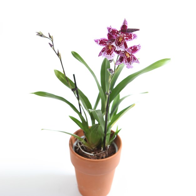 De bloemen van de Cambria orchidee zijn enorm gevarieerd in grootte en vorm; van anderhalve centimeter tot ruim tien centimeter en van stervormig tot bijna rond! Welke vind jij het mooiste? #orchideevandemaand
#orchidee