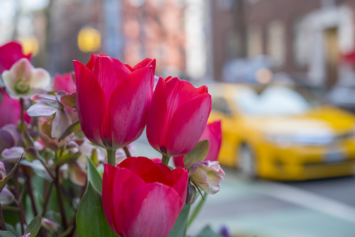 LittlePrinceNYC's tweet photo. Tulips &amp; taxi cabs #citylife https://t.co/JgjM7F8Xcg