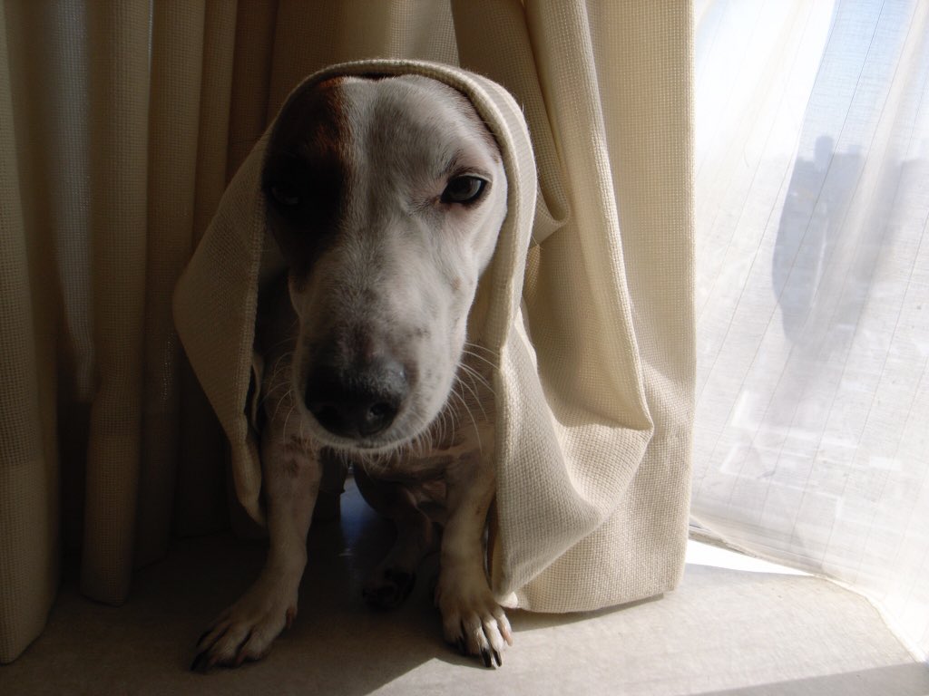 糸井 重里 On Twitter たまにやってくる犬的な女神さま