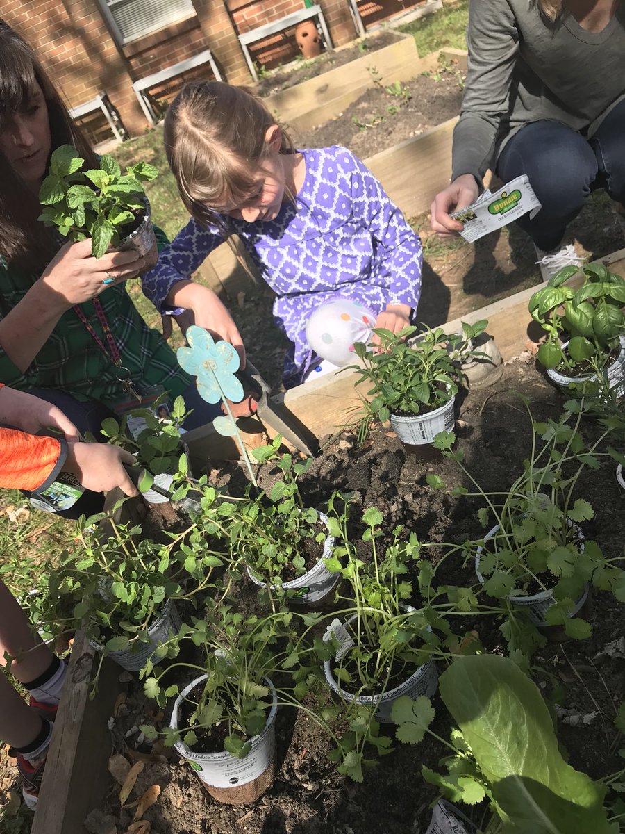 missfields1st's tweet photo. Planting herbs in our literacy garden after reading The Very Hungry Caterpillar @MPE_Mustangs #mpesem https://t.co/dkGvWKFMdY