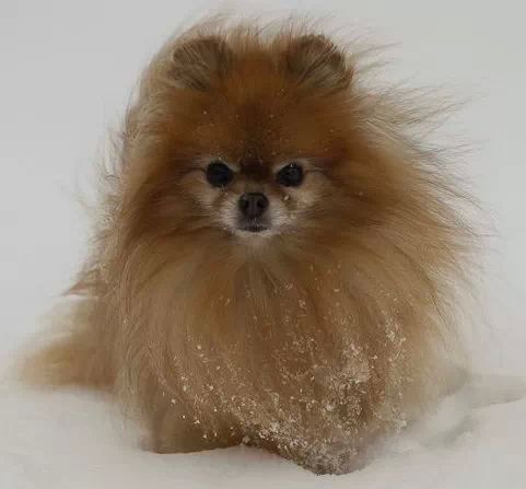 SpringfieldFoto's tweet photo. @DOGliving Esteban & Nikki Nikki Pom Pom!! #PomPower @LaurelKY https://t.co/23MjPMk8sF