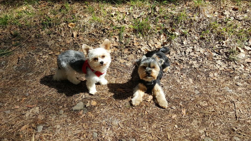 Cute Yorkie Pics On Twitter Two Best Friends Having A Walk In