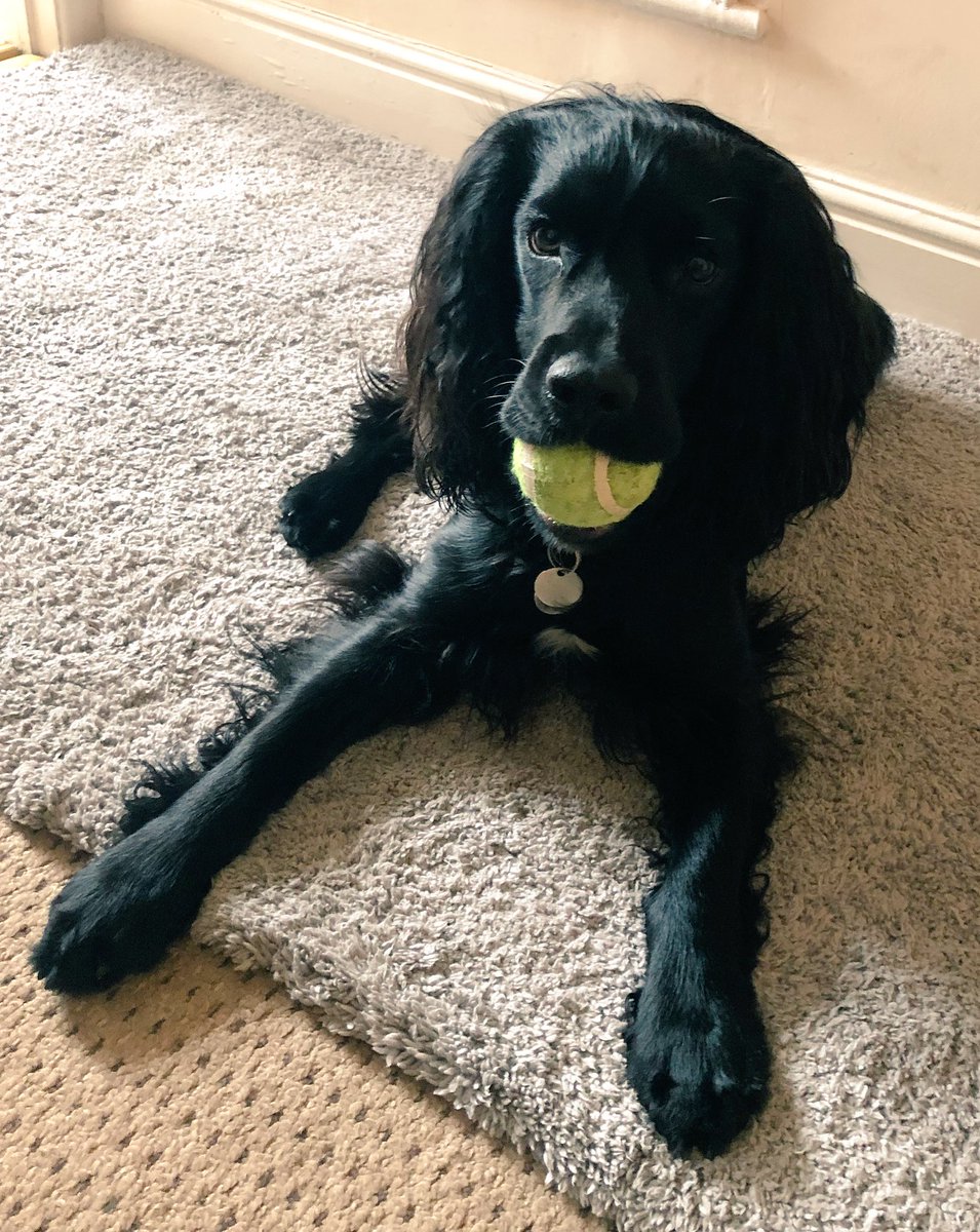 K8HPhotography's tweet photo. Oakley helping me work... #NationalPetDay #oakley #distraction #playwiththeball https://t.co/QBl1ooReRb