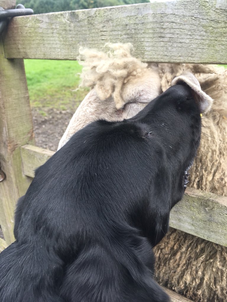 spin_swimscream's tweet photo. #NationalPetDay https://t.co/LVeYi0Fbqf