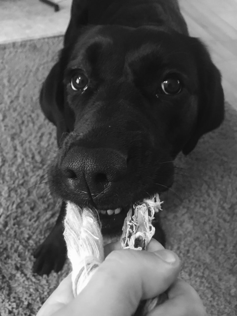 spin_swimscream's tweet photo. #NationalPetDay https://t.co/LVeYi0Fbqf