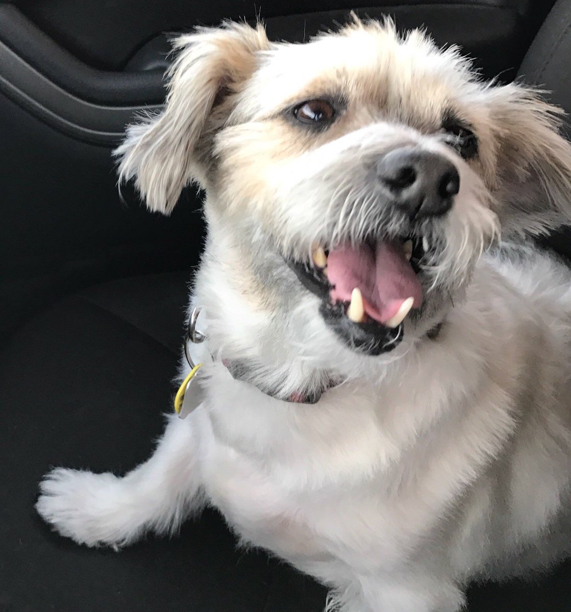 TylerHuckabee's tweet photo. The first day we rescued the bravest angel in God's army to come live with us to today. #NationalPetDay https://t.co/wmSwaSgf5J