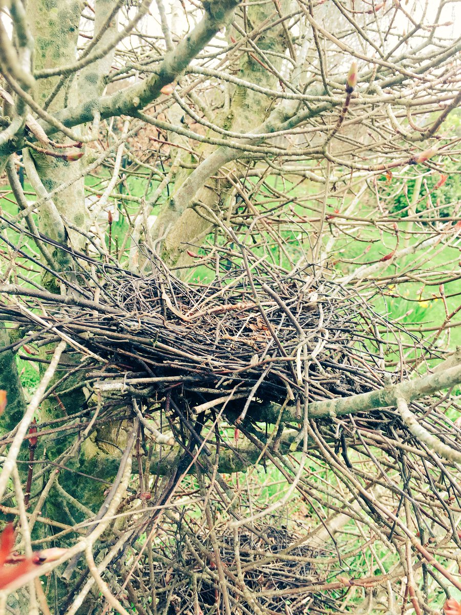 Spring Exposures...
#Goldfinch nest, #GreatWhitebutterfly cocoon
#Woodpigeon nest, I think
Last year’s natural gifts
🐧🐥🦋🐦🐣