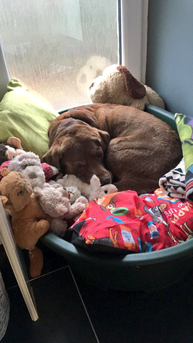 MissRolph's tweet photo. I'd give anything to feel as comfortable as he is 😍 #NationalPetDay https://t.co/V8e4tNktQ3