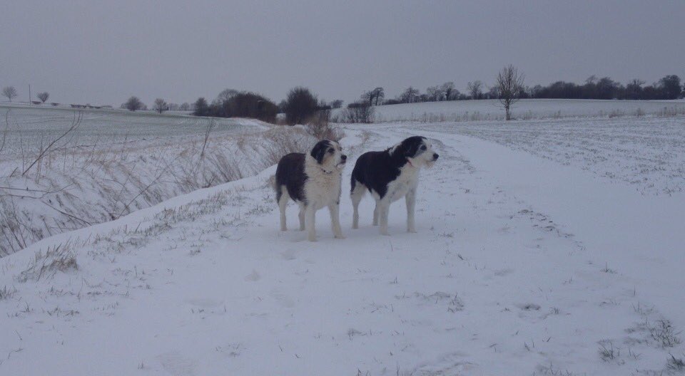 kn19htm's tweet image. #NationalSiblingsDay #Hounds #dogs #Brothers