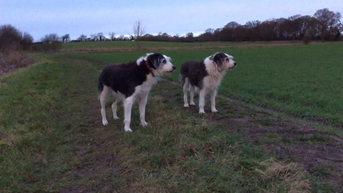 kn19htm's tweet image. #NationalSiblingsDay #Hounds #dogs #Brothers