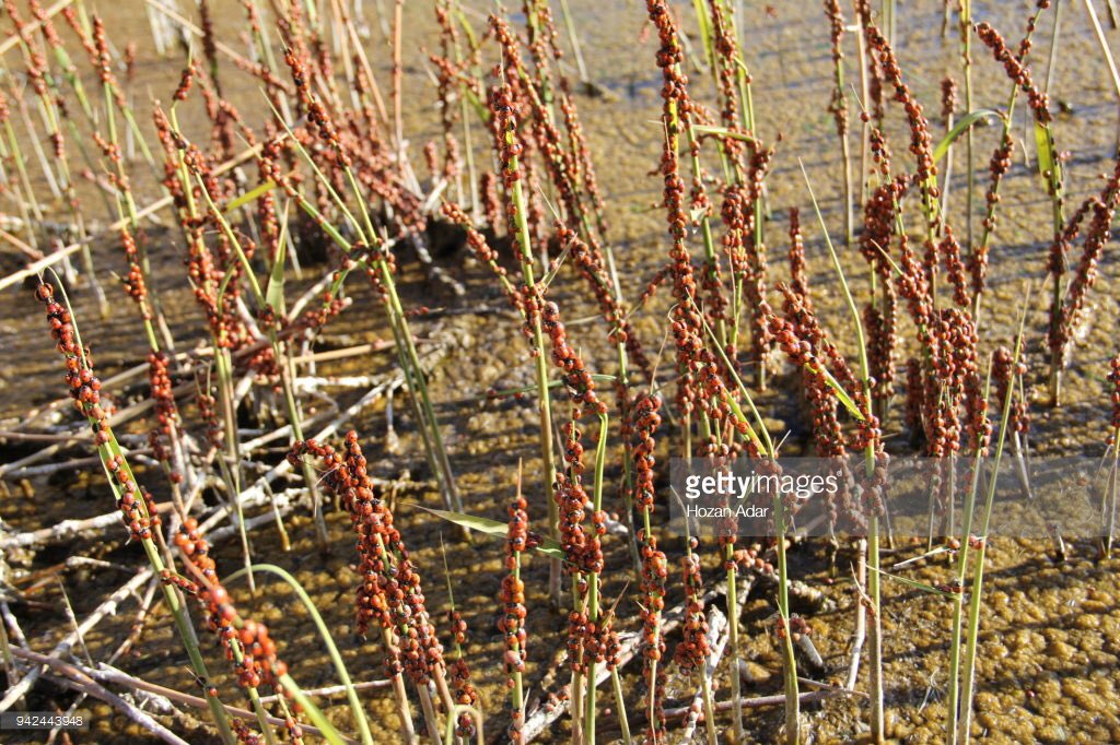 HozanAdarr's tweet image. #Laydbug #uğurböcekleri #tatvan #bitlis 
#photo : @_HozanAdar_  #gettyımages
