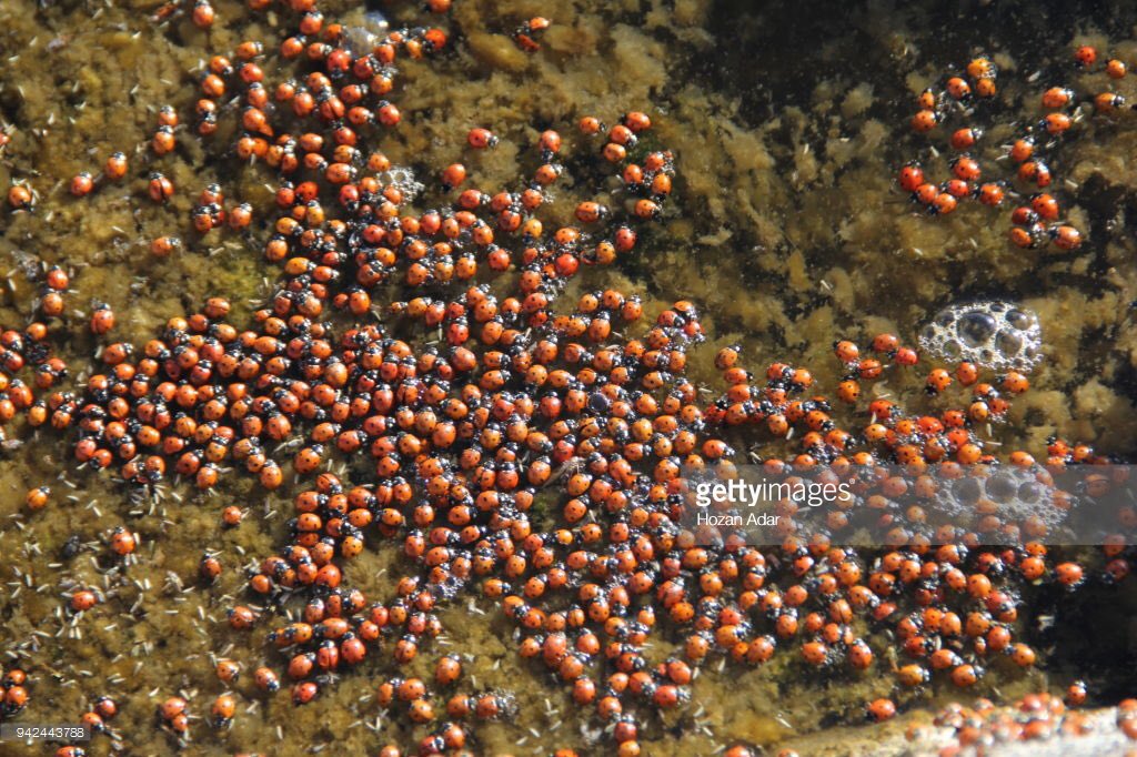 HozanAdarr's tweet image. #Laydbug #uğurböcekleri #tatvan #bitlis 
#photo : @_HozanAdar_  #gettyımages