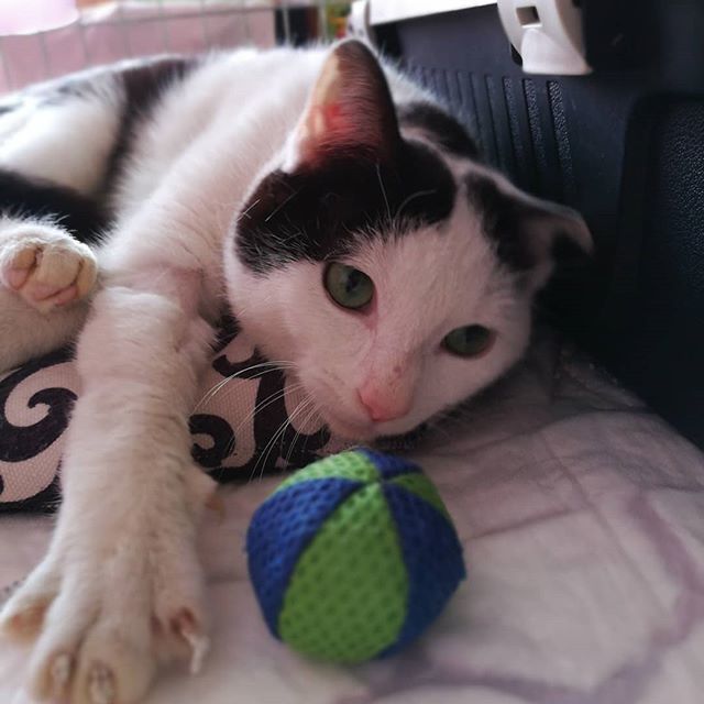 MiciogattoIt's tweet photo. E lui è Filippo 😻 sta guarendo alla zampina posteriore perché è stato investito ed è dolcissimo ❤️❤️❤️
#miciogatto .
.
.
#cutecat #catlife #bestmeow #catlovers #gatto #catofinstagram #purr #lovecat #catsofinsta #catsofinstagram #catsareawesome #catsonly #cataddict #topca… https://t.co/qAzKvK2iTG