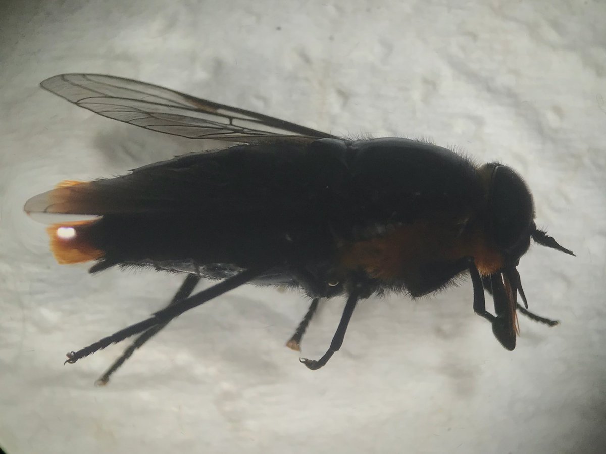 plecoptero's tweet photo. Pieza bucal en forma de cuchilla del Tábano o Coliguacho: Scaptia lata. Por si se preguntan porque duele tanto su picazón 🤷🏾♂️ @NatGeo @nature_org #tabano #coliguacho #zoologia #taxonomia https://t.co/xxRzH7NSiN