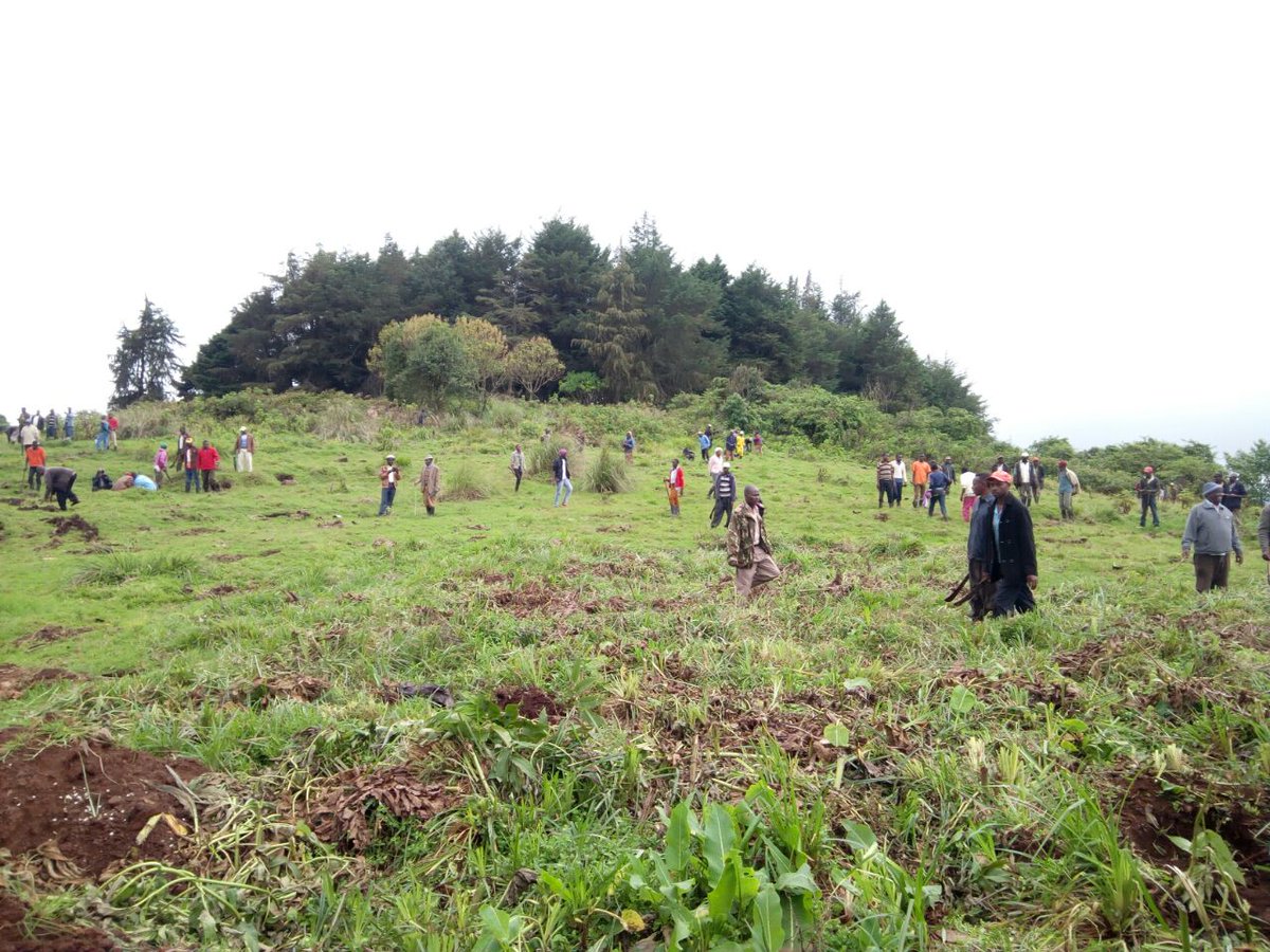 KeForestService's tweet photo. Environment &amp; Forestry PS @CharlesSunkuli leads leaders &amp; residents of Kigumo Sub County in planting over 15,000 indigenous trees at Gatare Forest Station @Murangacounty, in line with the Country's aspiration of achieving 10% tree cover by 2022 @Environment_Ke @MyGovKe https://t.co/IWfTUVsKiU