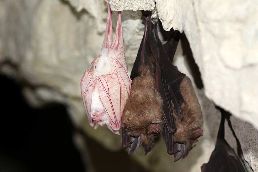 Taupo Une Chauve Souris Albinos La Rend Encore Plus Vampiresque Via T Co Zzckkbfien