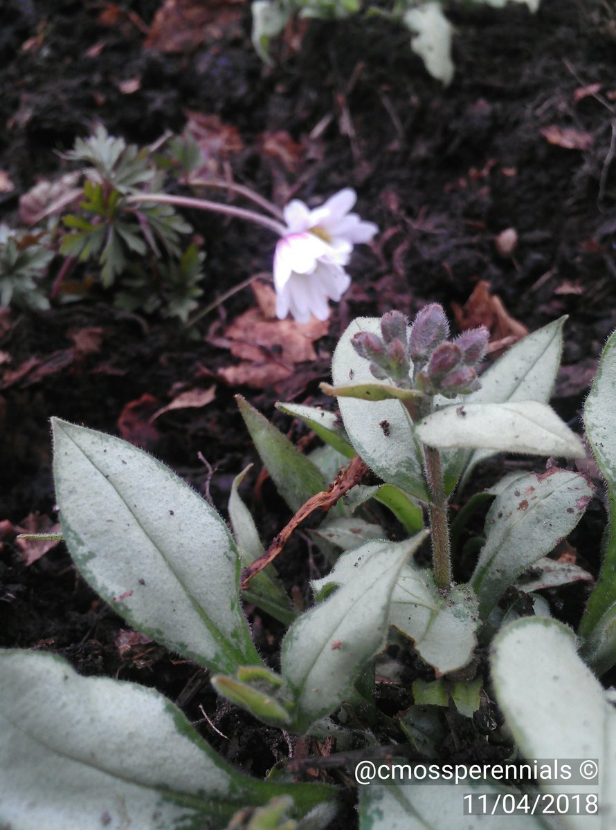 This morning's pottering. Hepatica, Pulmonaria 'Blake's Silver' and Lamium 'White Nancy'. And Lots of leafmould😁