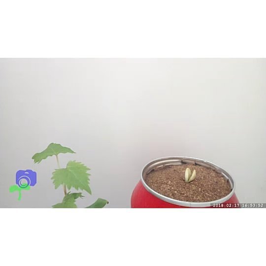 conceptiasis's tweet image. Time lapse of a lemon seed growing. 🍋 (Thanks for the ♥️ on YouTube too. 🤗) ift.tt/2JAtXme