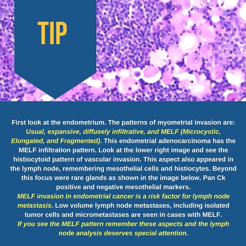 Gerônimo Jr. tweet media