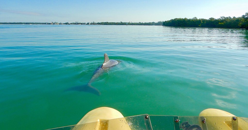 lemonbay_waves's tweet photo. Canβt beat the view! Guided Tours offered daily from Skips Placida Marina. π¬π¦ #tourandexplore #wildlifewednesday #dolphindaze https://t.co/9FtHazCdnP