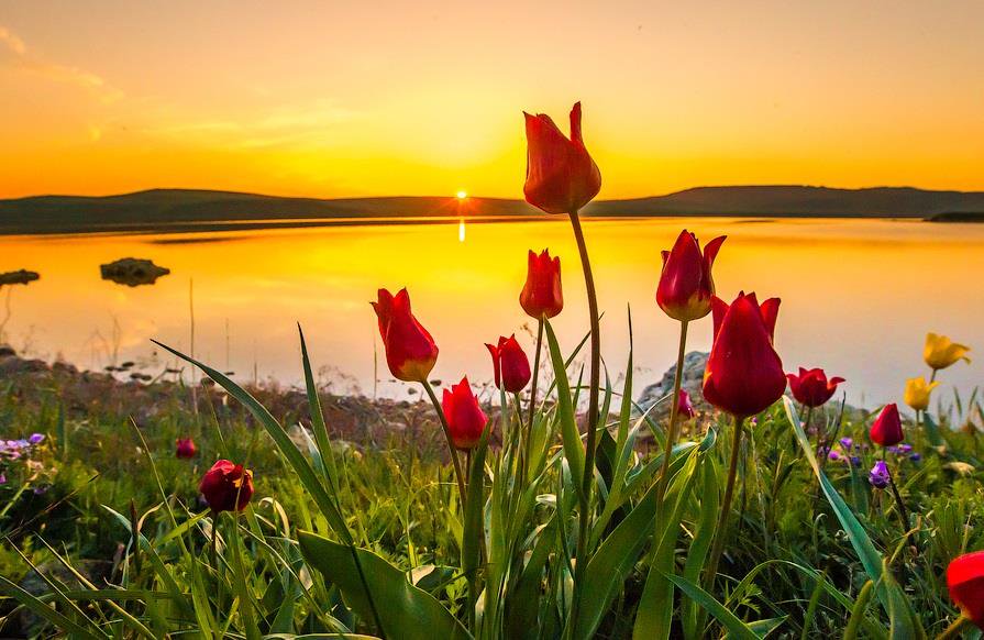 Картинки с добрым утром весенний пейзаж. Дикие тюльпаны Шренка в Крыму. Весенний рассвет. Пейзаж цветы. Природа рассвет.