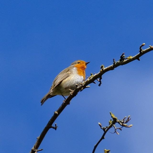 goeastlothian's tweet photo. Wow,
Birds, bees and butterflies...all doing their stuff in the spring sunshine!
#spring_is_here #birds_and_bees #robinredbreast #lookingforamate #butterflies #pollinating  #sunshine #inmygarden #country_living #eastlothian #eastlothianlife : @cmdes… https://t.co/HChclcU7G2 https://t.co/13rcO4O7Am