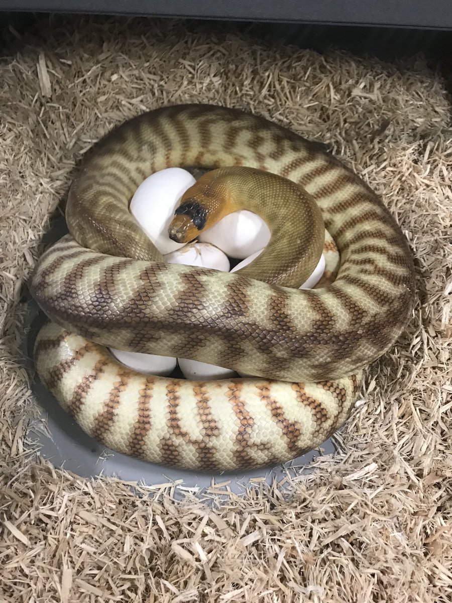 JeffAnimalGuy's tweet image. Here we go again ..... Egg season has begun .... #womapython #whatwhat #bigclutch #animalguylife